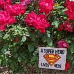 A Super Hero Lives Here Superman Yard Sign - supermanstuff.com